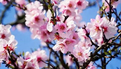 Amandier en fleurs