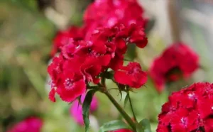 La fleur de l'œillet de poète