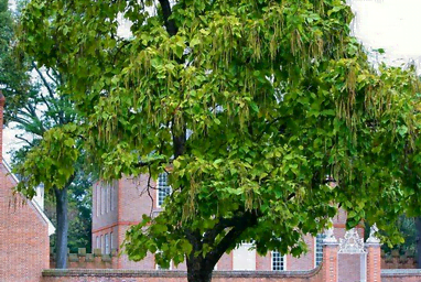 Un catalpa