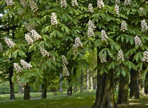 Le châtaignier en fleurs