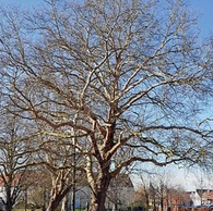 Une allée de platanes