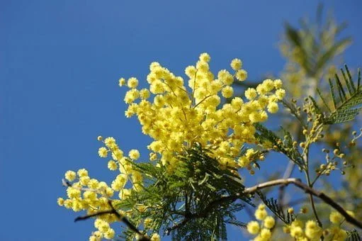 La culture du mimosa