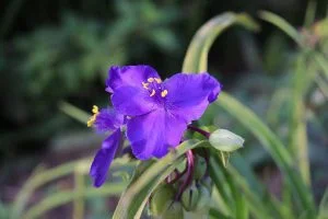 tradescantia-4486739__340