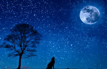 Un loup hurle la nuit à côté d'un arbre en direction de la lune