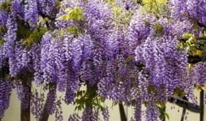 La belle floraison de la glycine