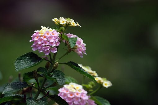 Floraison du lantana