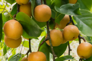 Le nashi avec ses fruits