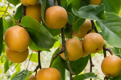 Le nashi avec ses fruits