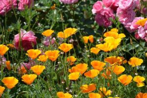 Massif de pavots de Californie
