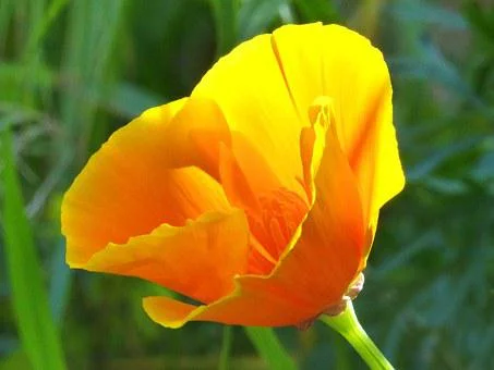 Floraison du pavot de Californie
