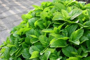 La mélisse La mélisse 2