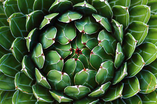 L'agave
