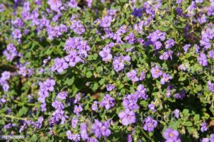 Le bacopa en fleurs