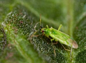 macrolophus caliginosus en gros plan
