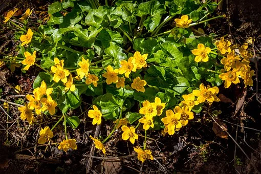 La chélone en fleurs