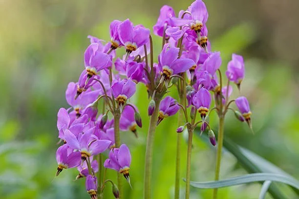La chélone en fleurs