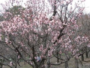 Lettre du mois de février 2021 Floraison de l'abricotier du Japon