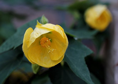 La culture de l'abutilon
