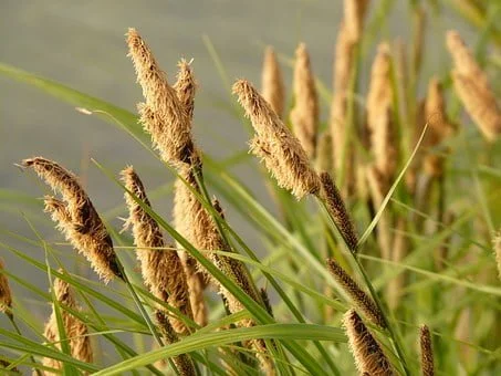 Le carex