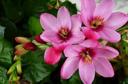 Fleurs de l'ixia