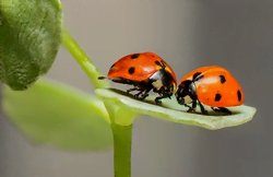 2 coccinelles sur une feuille