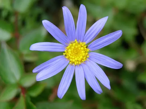 Fleur de la félicia