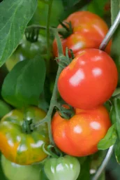 Tomates