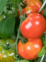 Tomates en grappe sur pied