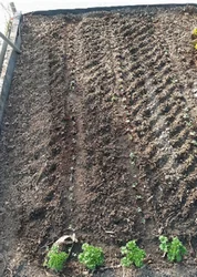 Mon jardin en ce début de saison 2021 Jardin de Jean Marc 2021 2