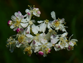 Filipendule en fleurs