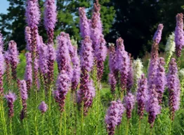 Floraison de la plume du Kansas
