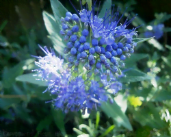La floraison d'une barbe bleue