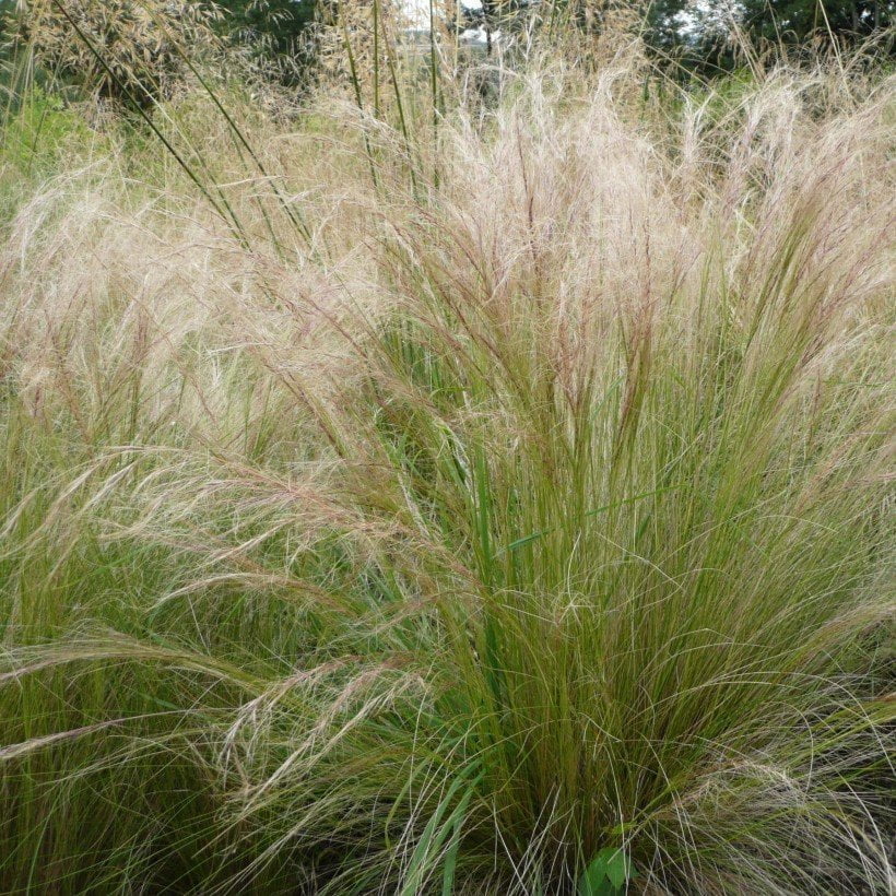Plant de cheveu d'ange