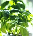 Basilic