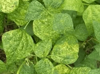Virus de la mosaïque sur les feuilles du haricot