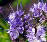 Fleurs de phacélie en gros plan