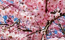 Le cerisier du Japon en fleurs