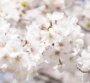 Cultivez le cerisier du Japon
