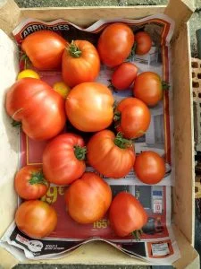 Tomates