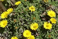 L'astérisque maritime en fleurs
