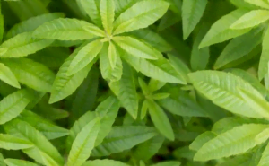La verveine citronnelle