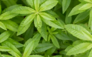 La verveine citronnelle