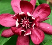 La fleur du calycanthus