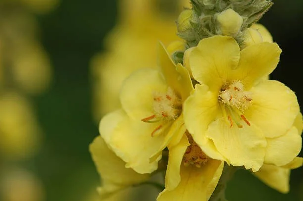 Floraison de la molène