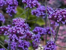 Verveine de Buénos-Aire