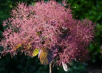 La floraison de l'arbre à perruque