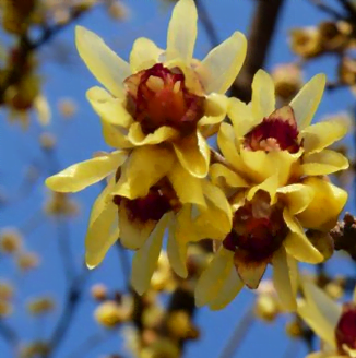 La floraison du Chimonanthe