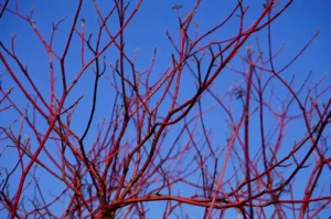 Branches de cornouiller sanguin