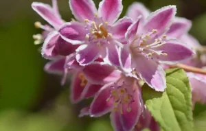 La fleur du deutzia