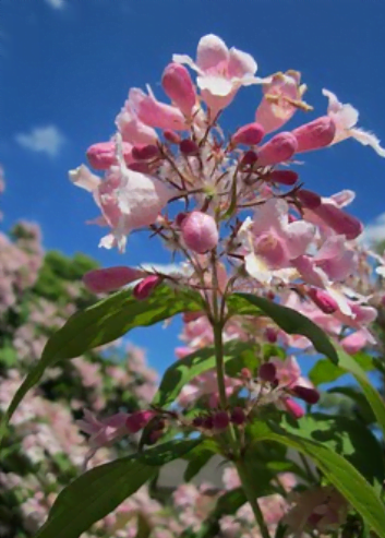 Floraison du kolkwitzia